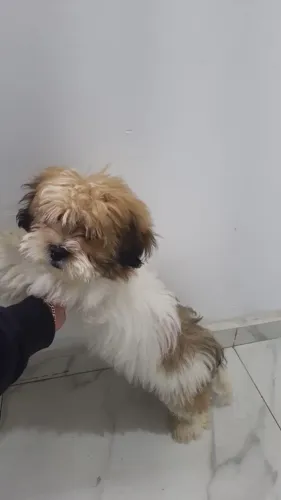 Lhasa Apso com 4 meses motivo mudança