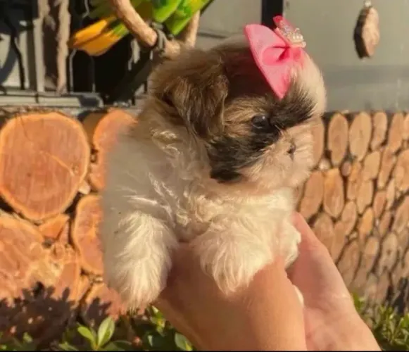 Mini shihtzu disponível