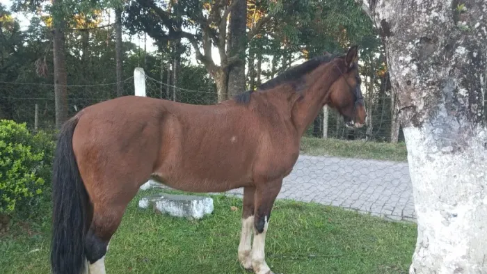 CAVALO CRIOULO