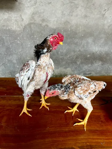 Galo miniatura