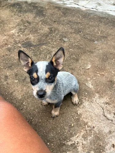 Blue Heeler