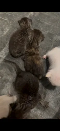Doação de gatinhos
