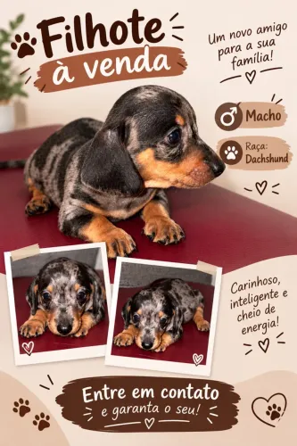 Vende-se filhote de Dachsund (salsichinha)