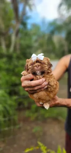 Shih-tzu Chocolate diluído - Femea