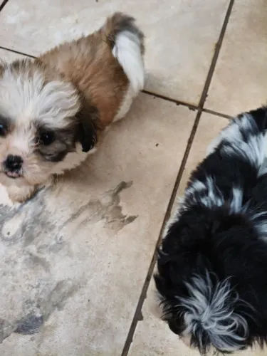 Lindos Filhotes de Shih Tzu- 60 Dias