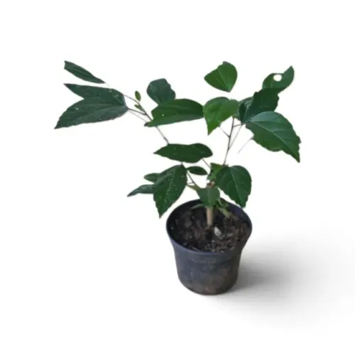 Kit 10 Mudas De Hibisco Colorido Para Jardim E Cerca Viva