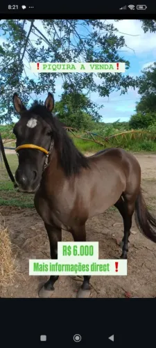 CAVALO PIQUIRA BAIXEIRO A VENDA