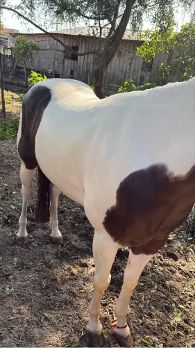 Égua Paint Horse