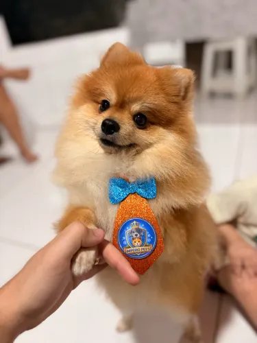 Cobertura Lulu da pomerânia