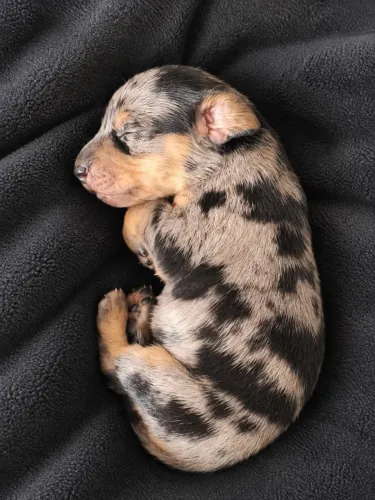 Basset Dachshund fêmea merle prata
