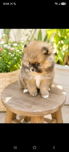 SPITZ ALEMÃO MACHO