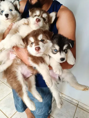Faça sua reserva! Filhotes de husky siberiano vacinados, vermifugados e desmamados