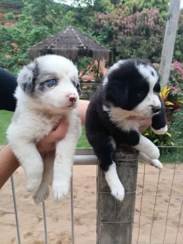 Filhote Border Collie