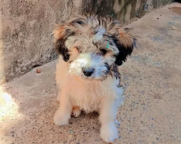 Doação de filhote de cachorro macho 