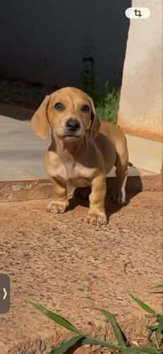 Dachshund/Salsichinha Cofap MACHINHO