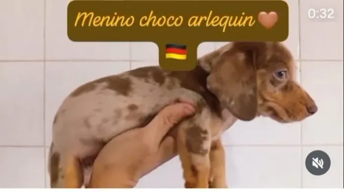 dachshund filhote salsicha cofap linguicinha