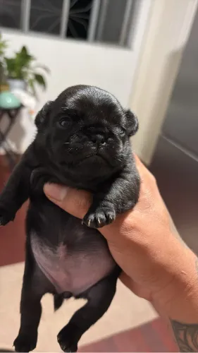 Pug femia