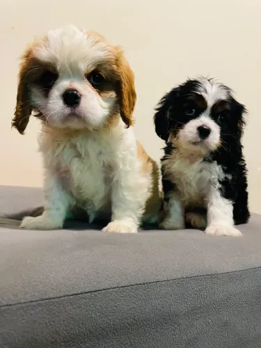 Cavalier filhote machinho e fêmea