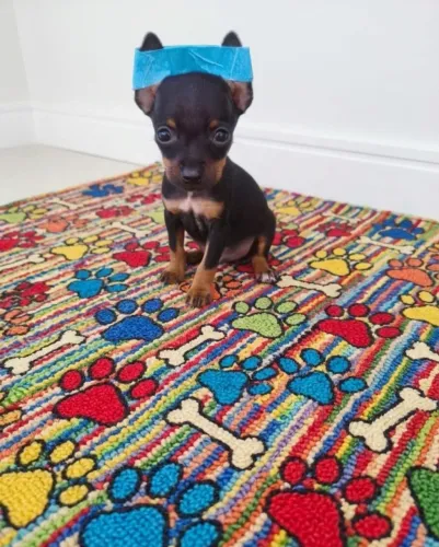 Filhotes de Pinscher Bem Cuidados