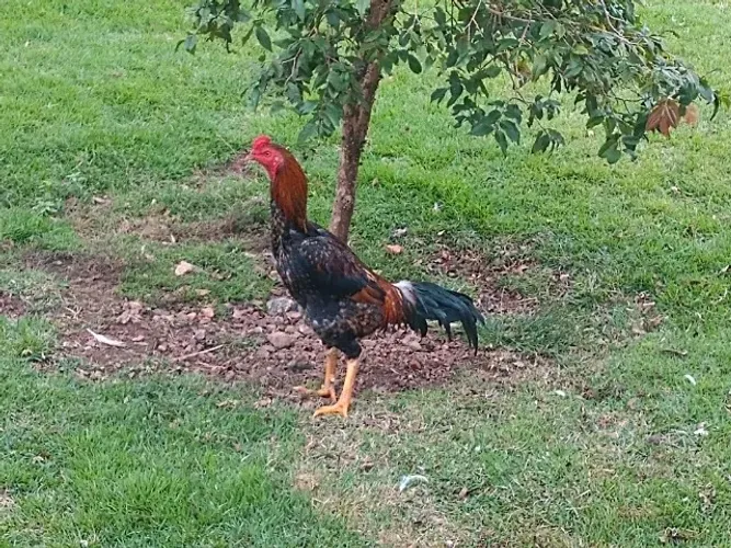 Galo Índio. Puro