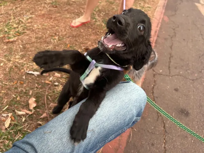 Adoção de cachorro 