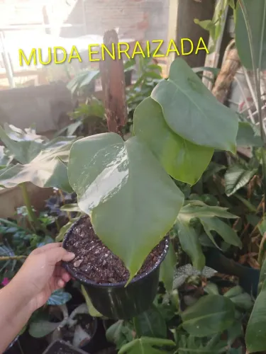 Costela de Adão variegata