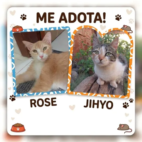 Gatas Fêmeas Castradas para adoção responsável