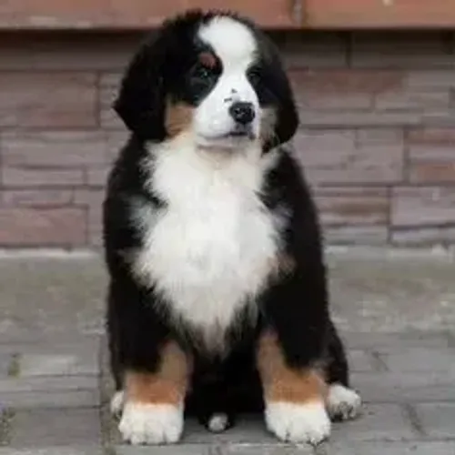 Bernese Mountain Dog,Bernese Mountain Dog Filhote Muito Amoroso e Dócil
