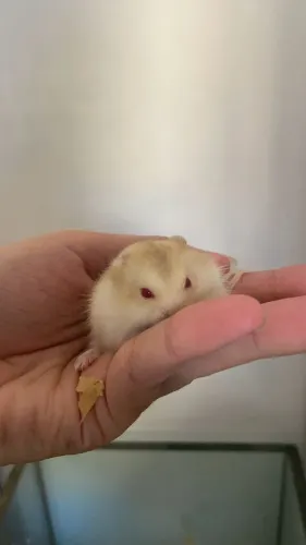 Vendo hamster anão russo 