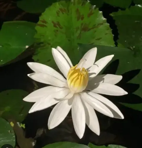 Planta para aquário