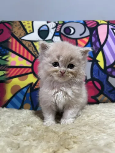 Gato persa