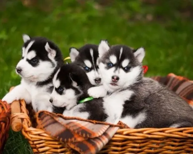 Husky siberiano filhote