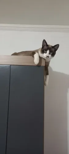 Gato pra Doar!