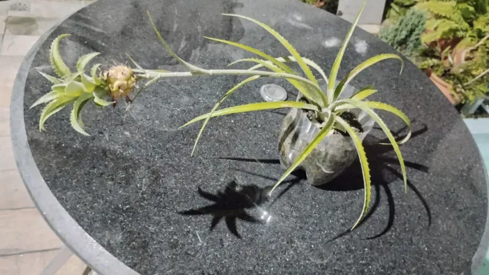 Planta Mini Abacaxi Ornamental