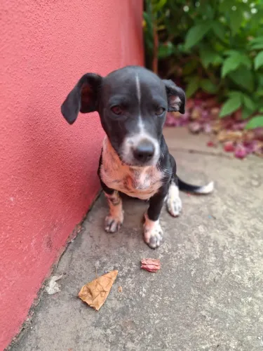Doação cachorro macho pequeno  - Governador Valadares 