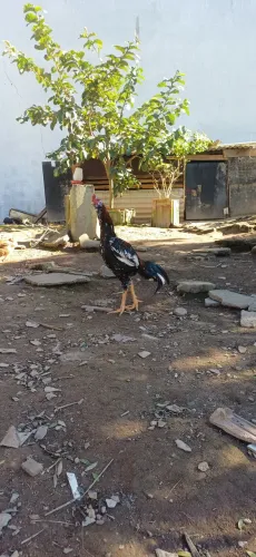 Galo indio mura