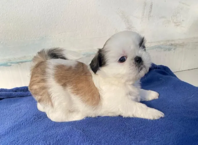 Shitzu Mini Puro