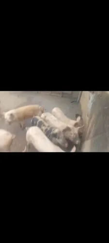 Vendo lote de porcos barato pra sair logo
