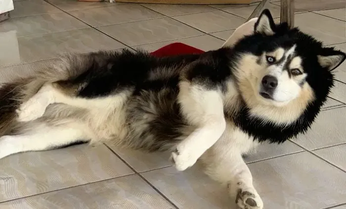 PROCURA-SE CACHORRA PARA CRUZAMENTO