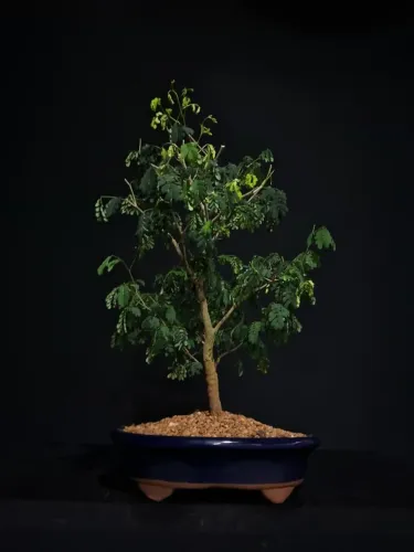 Bonsai De Piteco / Vaso De Cerâmica Azul - Hajime Bonsai