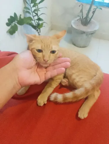Gatinho macho