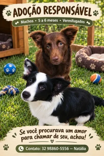Doação de 2 cães machinhos mistura com boder colie