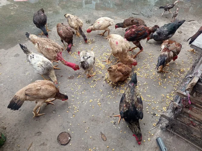 Vende-se galinhas e galos de raça 