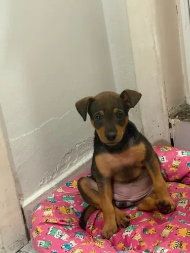 Cachorra fêmea
