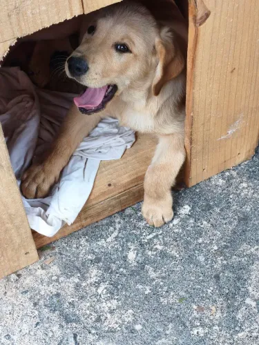 labrador