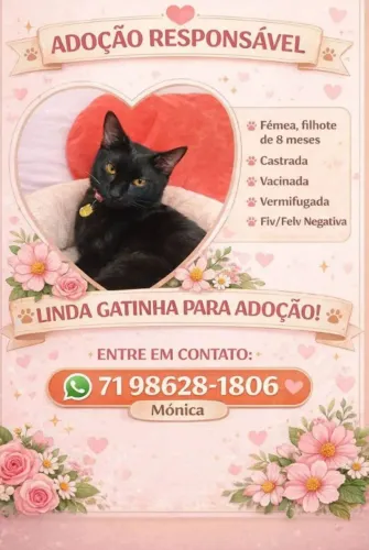 Gata filhote 