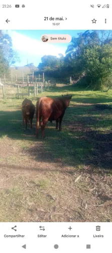 Vendo casal va e touro 9000 os dois 