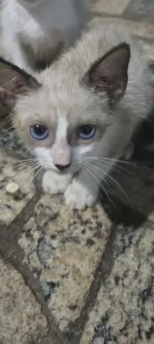Gato