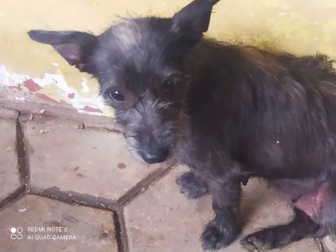 Cadela para adoção 