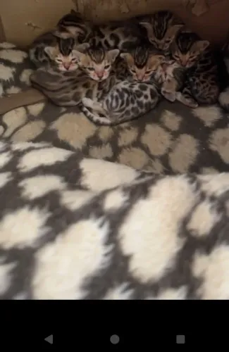 Gatinhos bengal 